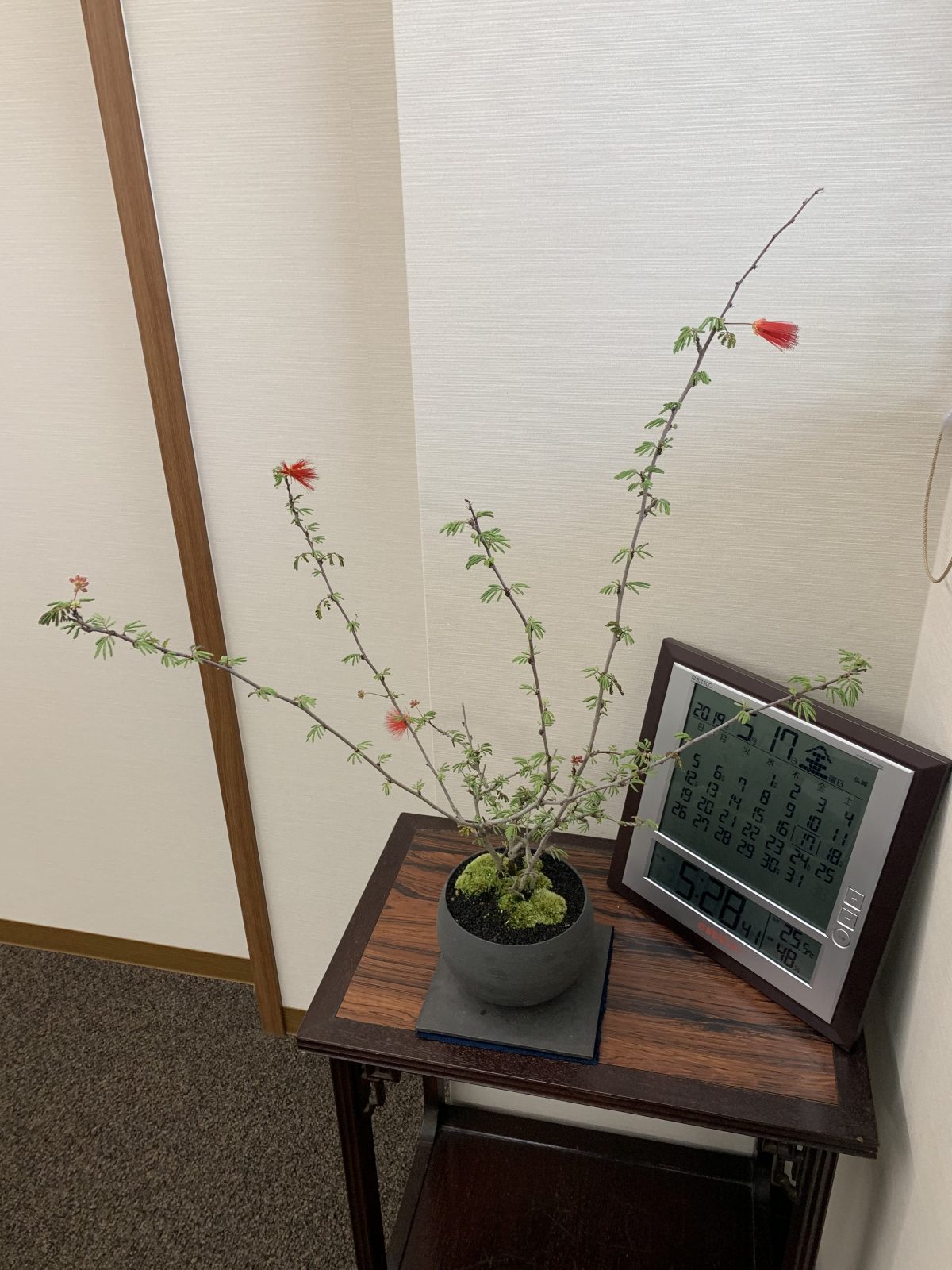 ヒネムの花が咲きました❀